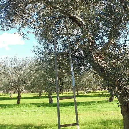 Masseria Nova Isola Bed & Breakfast