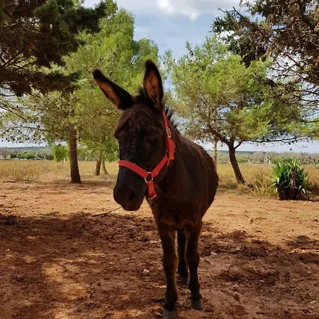 Masseria Nova Isola *